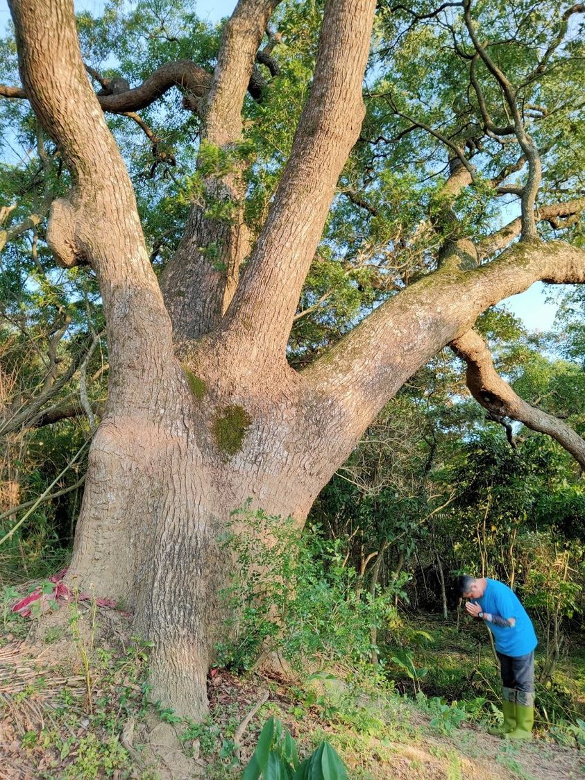 峨眉石硬子 老樟樹神木