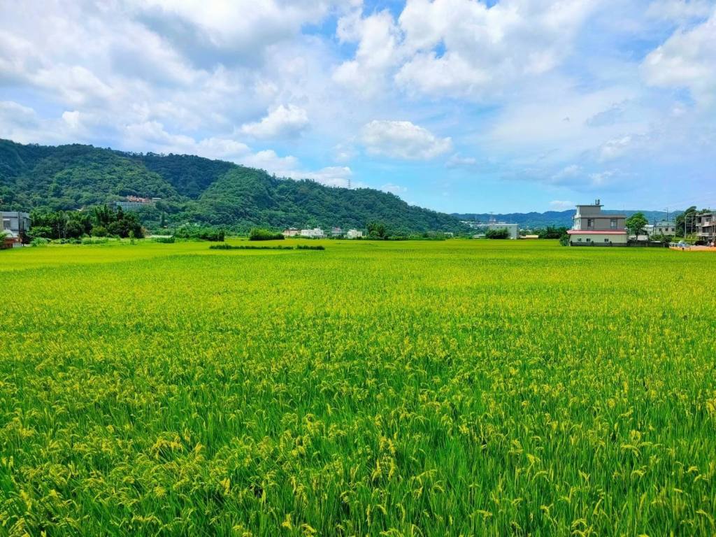 新埔巨埔里/照門里田園風光！