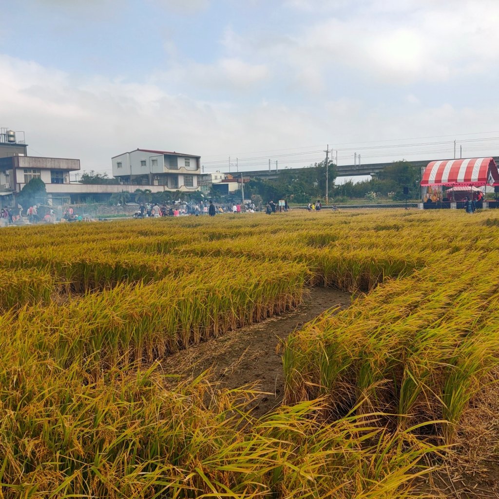 竹東稻田迷宮 黃金地瓜節隨手拍