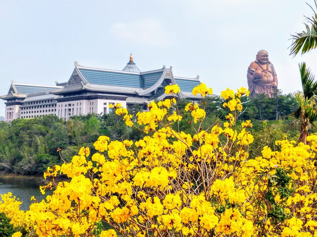 峨眉湖_三月黃花風鈴木正盛開X峨眉大佛