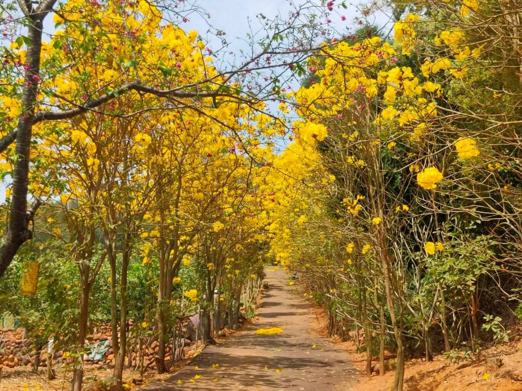 新埔詹家黃花風鈴木 「百年新埔」旅遊資訊