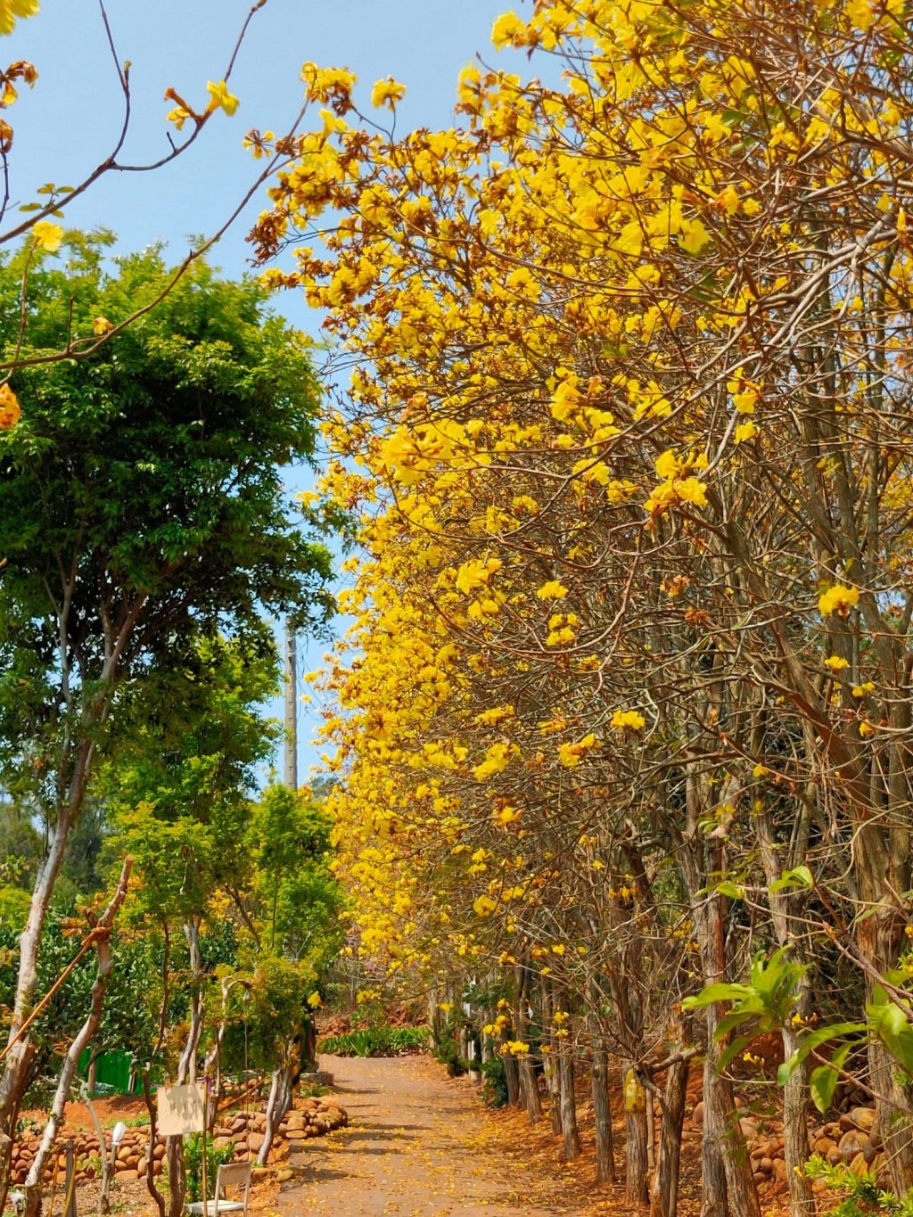 新埔詹家黃金風鈴木