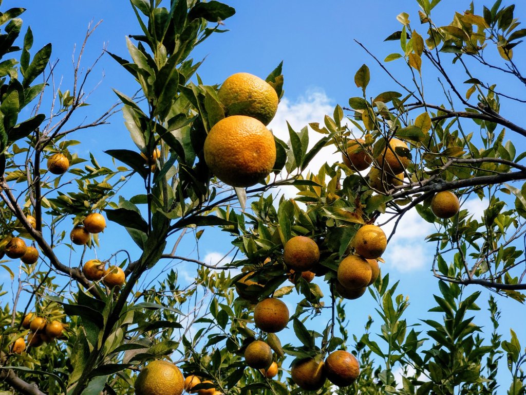 【諸事大橘!! 】火燒柑好吃；柑橘裝袋是正常的