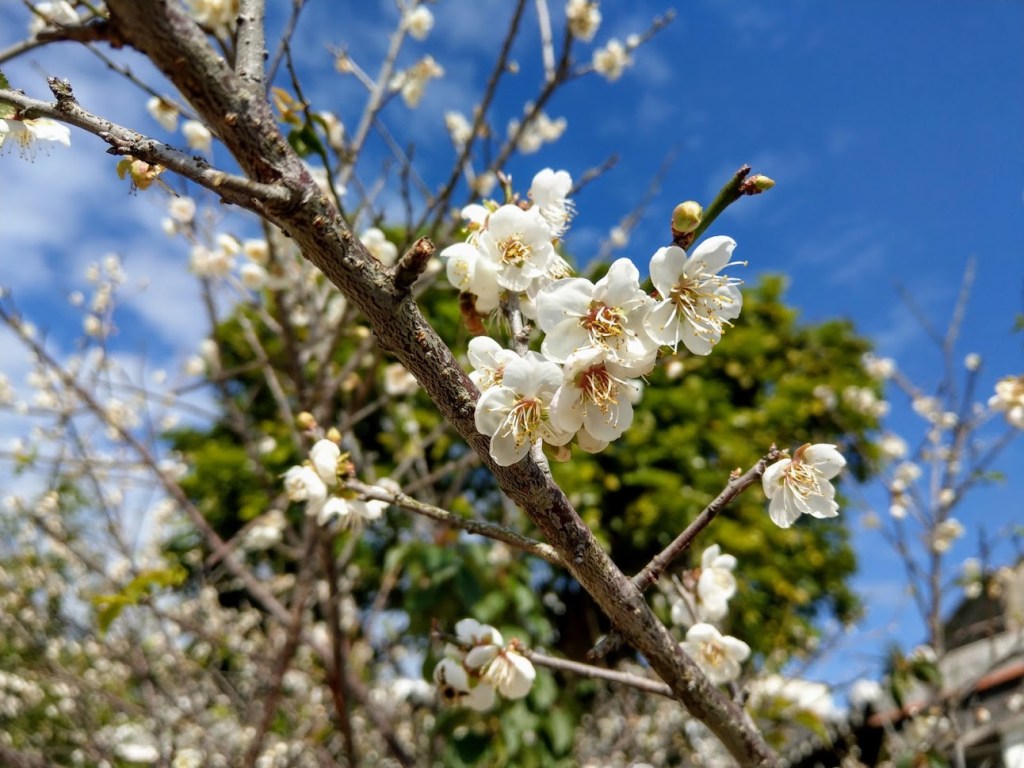 金廣福前的梅花開了