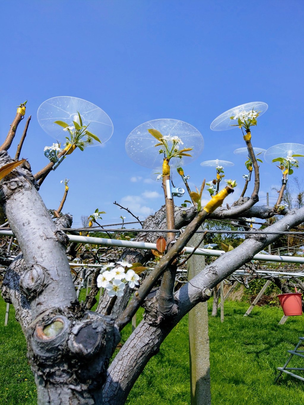 水梨是新埔的名產