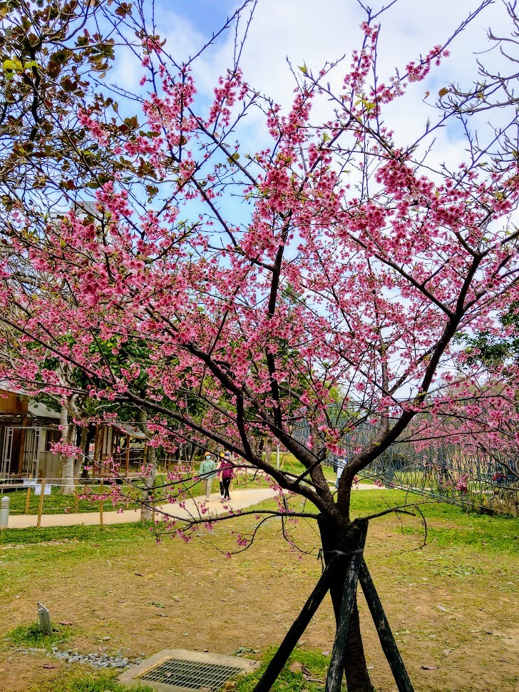 新竹公園 :櫻花 鄒洪紀念碑 清代舊砲台 示禁碑&nbsp;孔廟