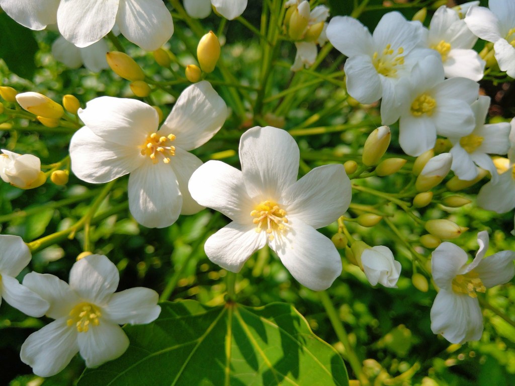 桐花季 湖口仁和步道