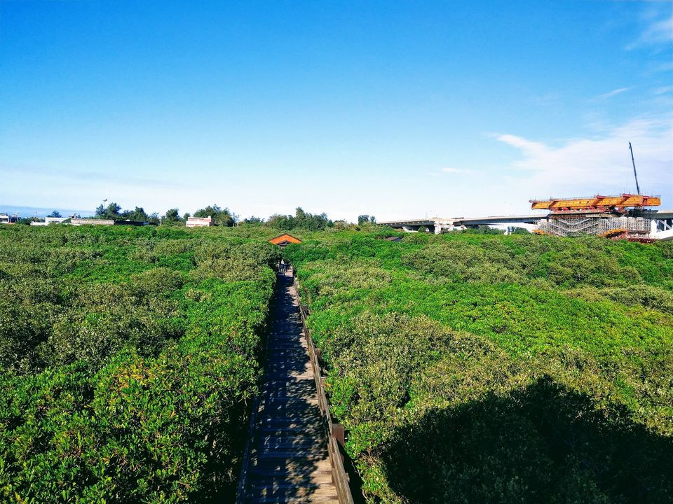 新豐紅樹林：潮間帶 紅毛港