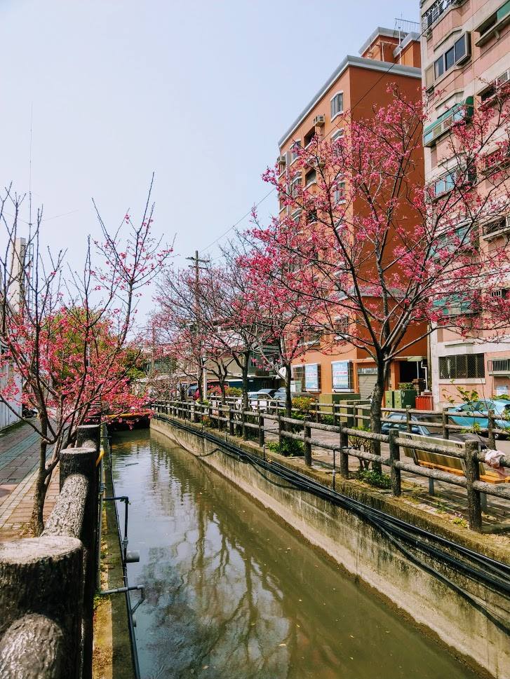 竹市汀甫圳 引頭前溪水 櫻花&nbsp;建自康熙年間