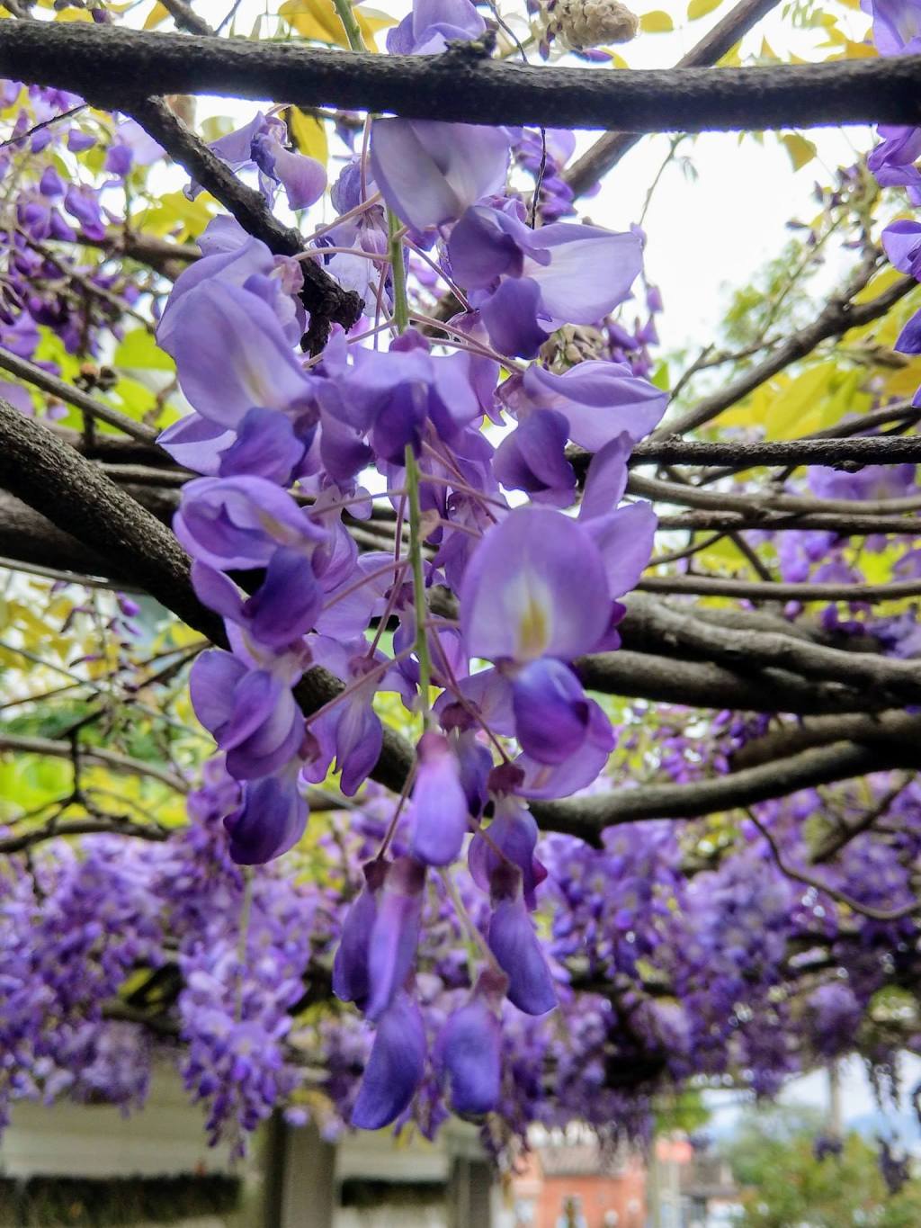 新埔花季： 黃花風鈴木 紫藤居 橘子花&nbsp;關西苦楝