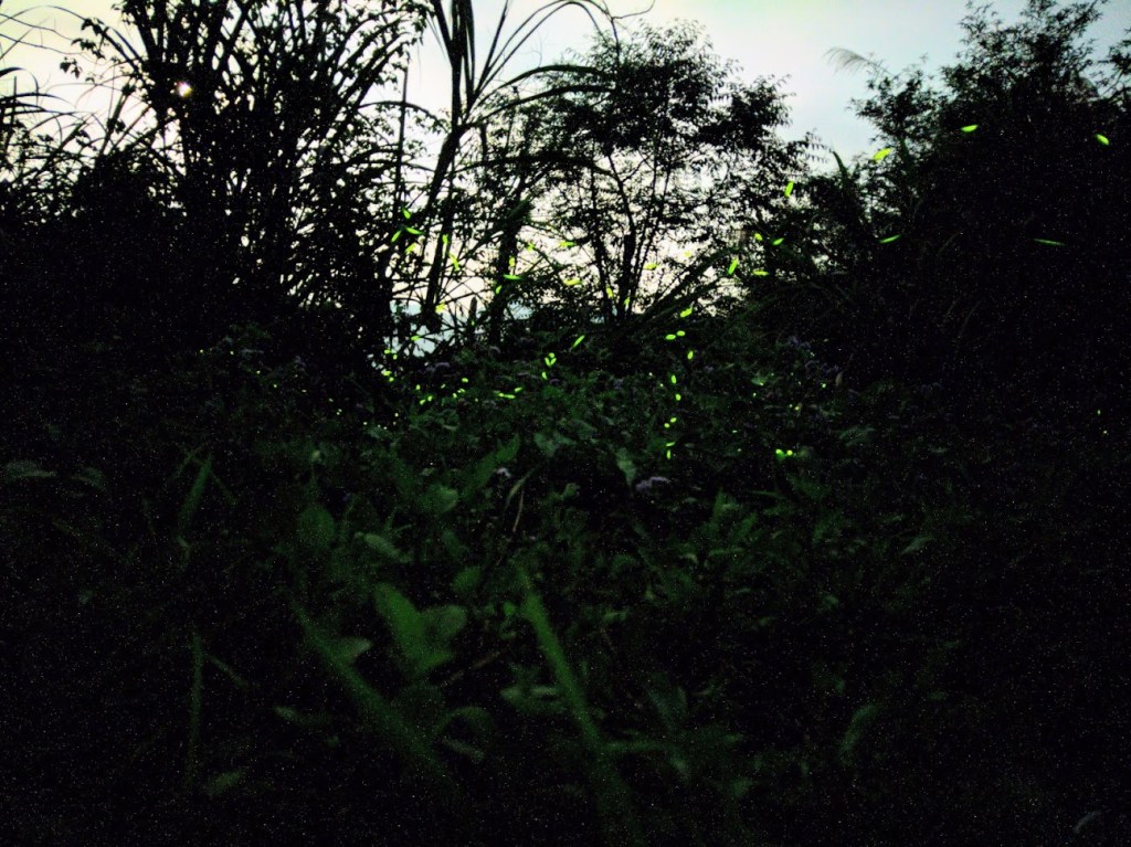 北埔螢火蟲  火焰蟲X火金姑