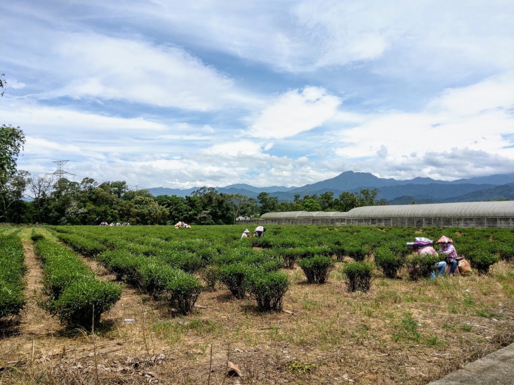 峨眉東方美人茶，北埔膨風茶      中午採茶