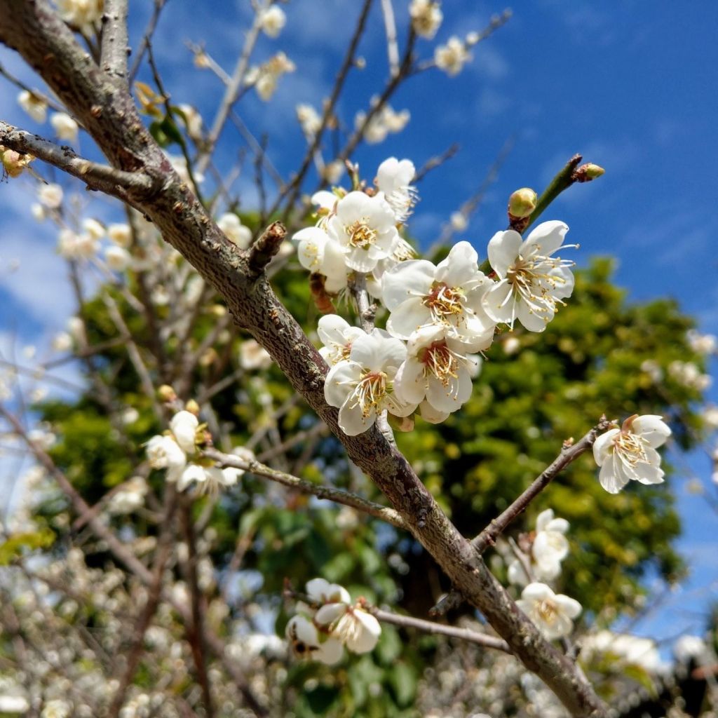 清大梅園梅貽琦校長  建造台灣第一座原子爐 廉潔一生