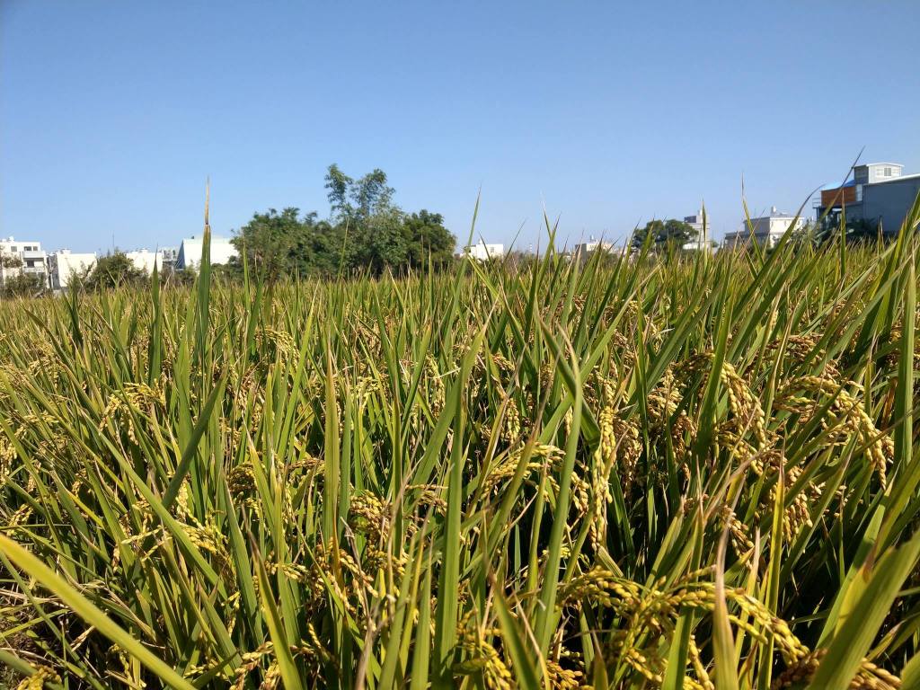 竹北風情 無尾大橋